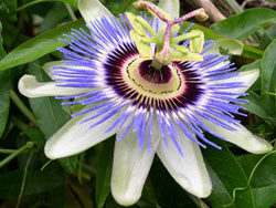 carkifelek cicegi-84.jpg